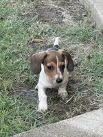 Millie, a female Miniature Dachshund for sale in Jewett, TX – 1 of 6