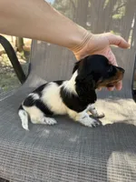 Molly , a female Miniature Dachshund for sale in Jewett, TX – 5 of 10
