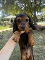Drake, a male Miniature Dachshund for sale in Jewett, TX – 5 of 5