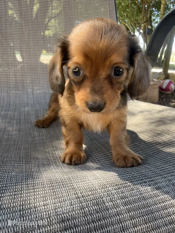 Twiggy  – Miniature Dachshund puppy for sale in Jewett, TX