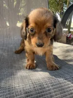 Twiggy , a female Miniature Dachshund for sale in Jewett, TX – 1 of 7