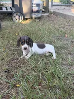 Daisy , a female Miniature Dachshund for sale in Jewett, TX – 2 of 5