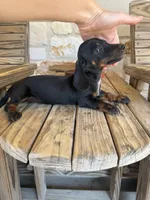 Rambo, a male Miniature Dachshund for sale in Jewett, TX – 5 of 5