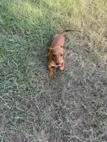 Reba , a female Miniature Dachshund for sale in Jewett, TX – 4 of 4