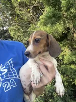 Millie, a female Miniature Dachshund for sale in Jewett, TX – 6 of 6