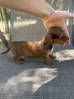 Twiggy , a female Miniature Dachshund for sale in Jewett, TX – 5 of 7