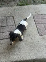 Bruno , a male Miniature Dachshund for sale in Jewett, TX – 3 of 4