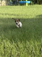 Millie, a female Miniature Dachshund for sale in Jewett, TX – 4 of 6