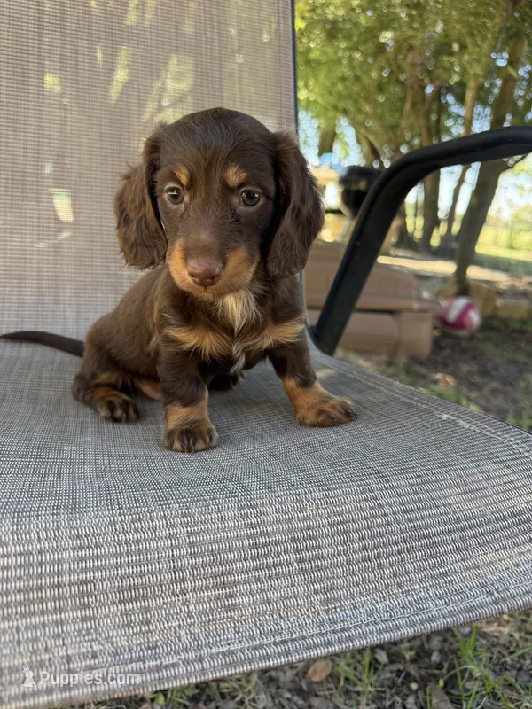 Gus – Miniature Dachshund puppy for sale in Jewett, TX