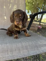 Gus, a male Miniature Dachshund for sale in Jewett, TX – 1 of 9