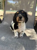 Molly , a female Miniature Dachshund for sale in Jewett, TX – 4 of 10