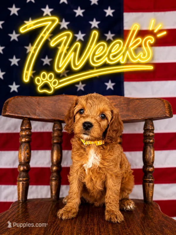 Yellow – Cavapoo, Miniature Goldendoodle puppy for sale in Yucaipa, CA