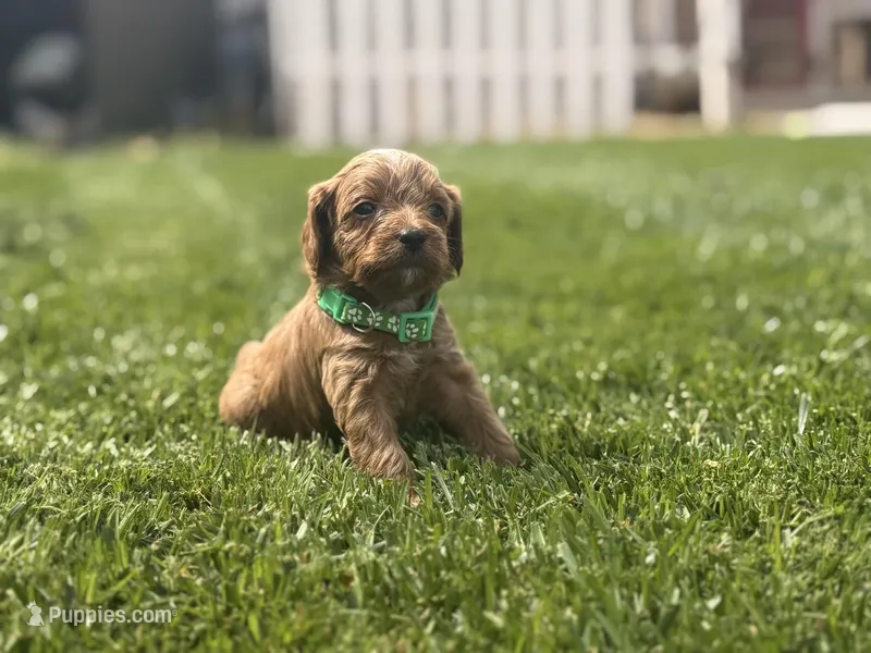 Green – Cavapoo, Goldendoodle puppy for sale in Yucaipa, CA