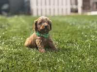 Green, a male Cavapoo and Miniature Goldendoodle for sale in Yucaipa, CA – Photo 1 of 3