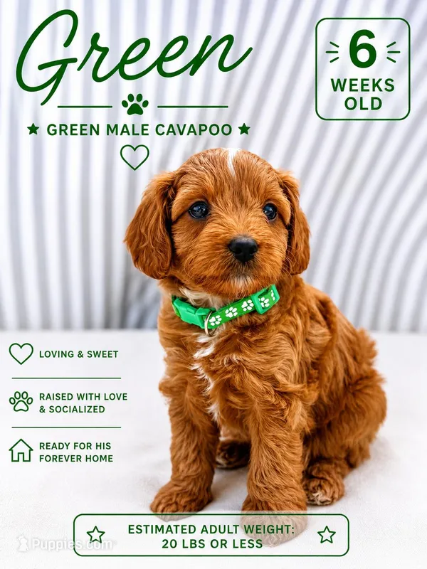 Green – Cavapoo, Miniature Goldendoodle puppy for sale in Yucaipa, CA