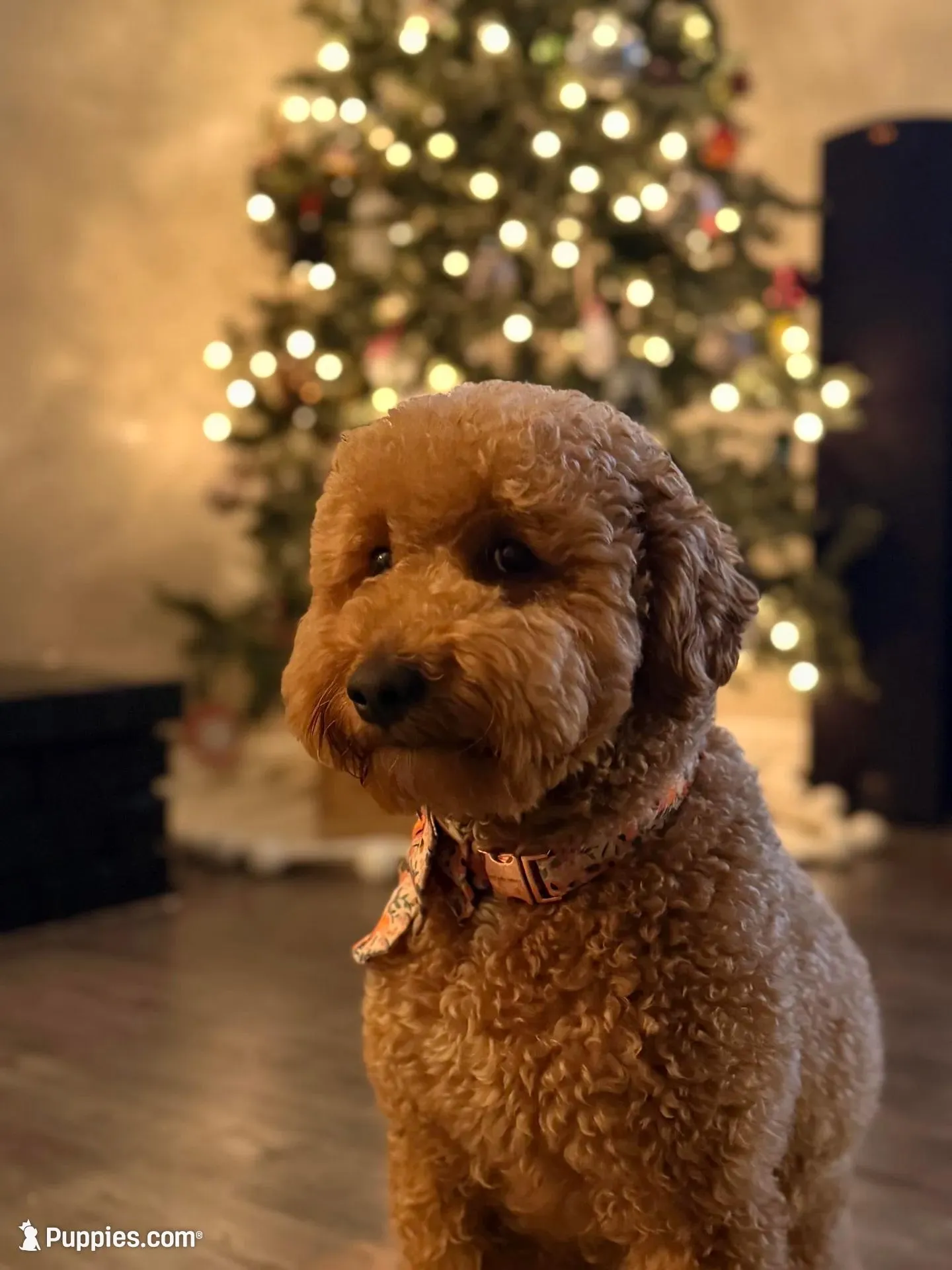 Neon , a male Cavapoo and Miniature Goldendoodle for sale in Yucaipa, CA – Photo 4 of 4