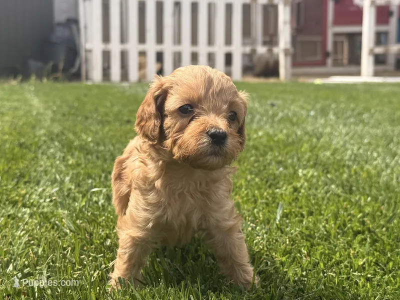 White – Cavapoo, Goldendoodle puppy for sale in Yucaipa, CA