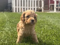 White, a male Cavapoo and Miniature Goldendoodle for sale in Yucaipa, CA – Photo 1 of 3