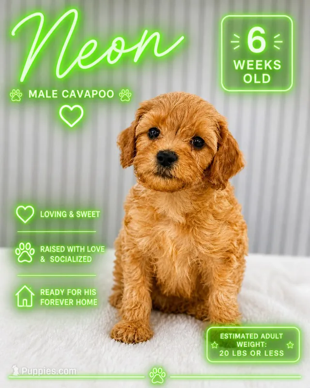Neon  – Cavapoo, Miniature Goldendoodle puppy for sale in Yucaipa, CA