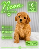Neon , a male Cavapoo and Miniature Goldendoodle for sale in Yucaipa, CA – Photo 1 of 4