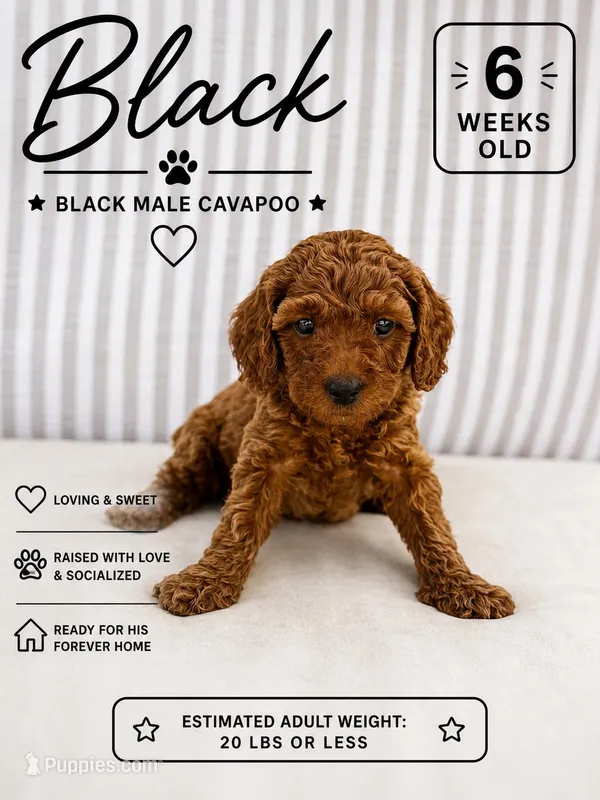 Black – Cavapoo, Miniature Goldendoodle puppy for sale in Yucaipa, CA