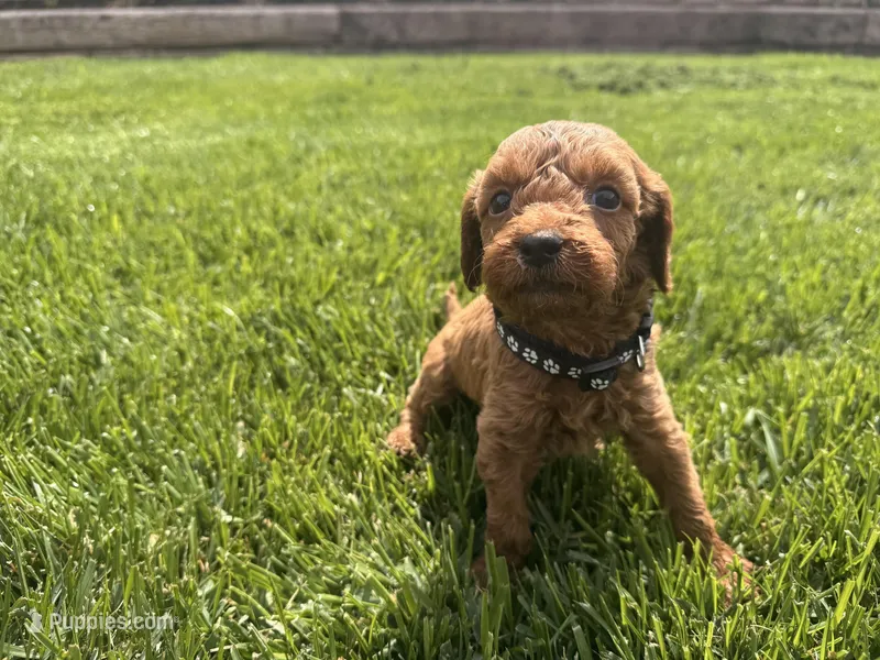 Black, a male Cavapoo and Goldendoodle for sale in Yucaipa, CA – Photo 1 of 1