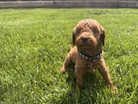 Black, a male Cavapoo and Miniature Goldendoodle for sale in Yucaipa, CA – Photo 1 of 3