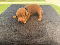 Puppy, a male Cavapoo and Miniature Goldendoodle for sale in Yucaipa, CA – Photo 5 of 7