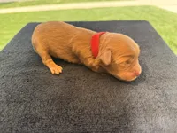 Puppy, a male Cavapoo and Miniature Goldendoodle for sale in Yucaipa, CA – Photo 1 of 7
