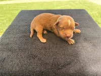 Puppy, a male Cavapoo and Miniature Goldendoodle for sale in Yucaipa, CA – Photo 6 of 7