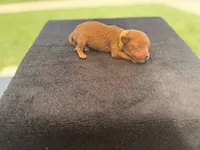 Puppy, a male Cavapoo and Miniature Goldendoodle for sale in Yucaipa, CA – Photo 2 of 7