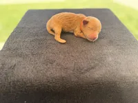 Puppy, a male Cavapoo and Miniature Goldendoodle for sale in Yucaipa, CA – Photo 3 of 7