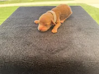 Puppy, a male Cavapoo and Miniature Goldendoodle for sale in Yucaipa, CA – Photo 4 of 7