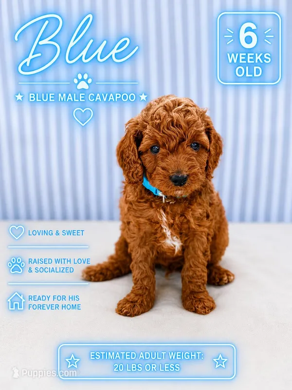 Blue  – Cavapoo, Miniature Goldendoodle puppy for sale in Yucaipa, CA