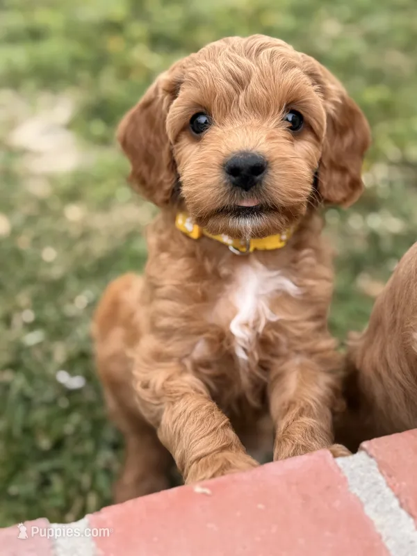 Yellow – Cavapoo, Miniature Goldendoodle puppy on hold in Yucaipa, CA