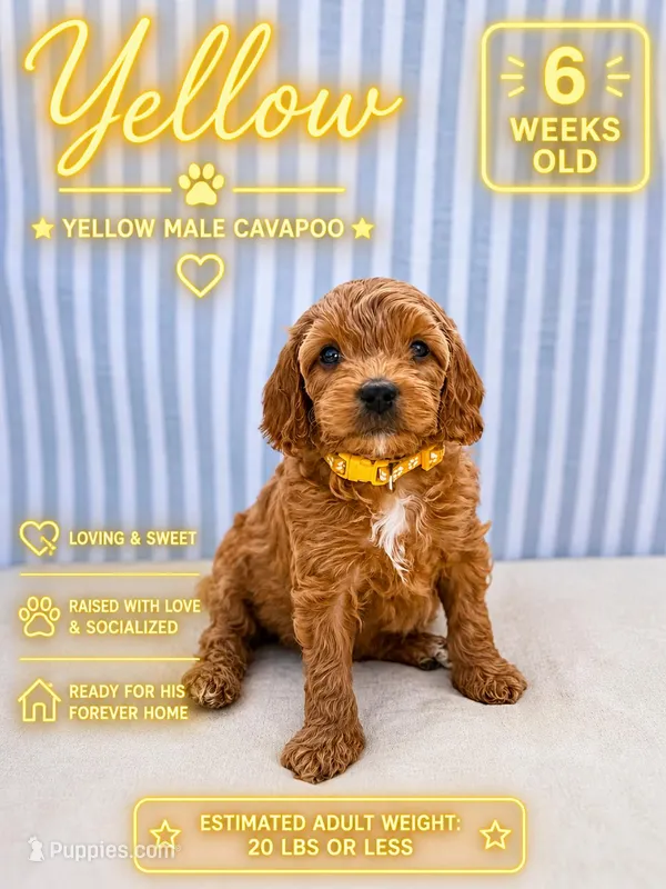 Yellow – Cavapoo, Miniature Goldendoodle puppy for sale in Yucaipa, CA