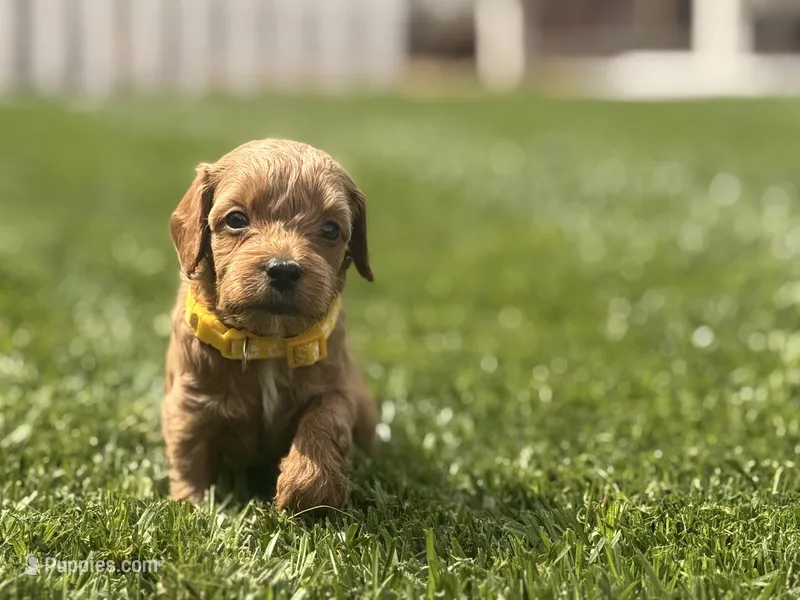 Yellow – Cavapoo, Goldendoodle puppy for sale in Yucaipa, CA