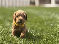 Yellow, a male Cavapoo and Miniature Goldendoodle for sale in Yucaipa, CA – Photo 1 of 3