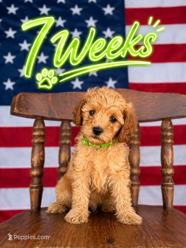 Neon  – Cavapoo, Miniature Goldendoodle puppy for sale in Yucaipa, CA