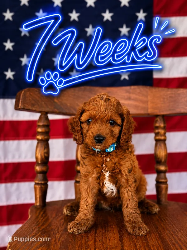 Blue  – Cavapoo, Miniature Goldendoodle puppy for sale in Yucaipa, CA