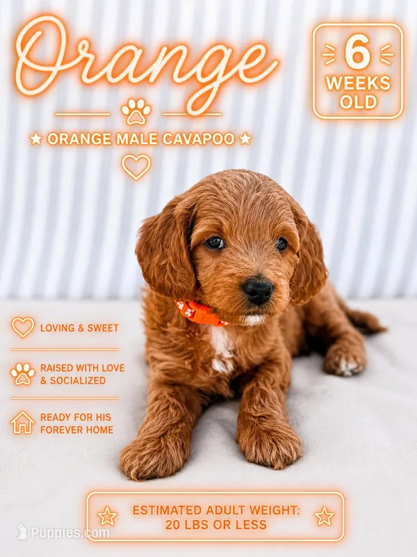 Orange  – Cavapoo, Miniature Goldendoodle puppy for sale in Yucaipa, CA