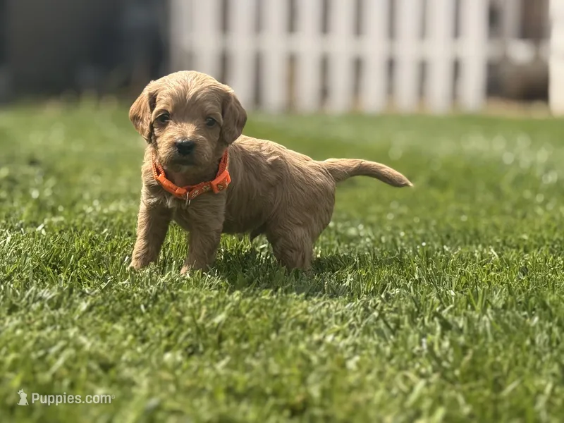 Orange  – Cavapoo, Goldendoodle puppy for sale in Yucaipa, CA