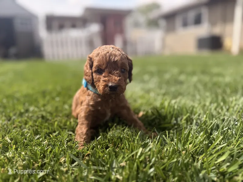 Blue  – Cavapoo, Goldendoodle puppy for sale in Yucaipa, CA
