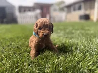 Blue , a male Cavapoo and Miniature Goldendoodle for sale in Yucaipa, CA – Photo 1 of 3