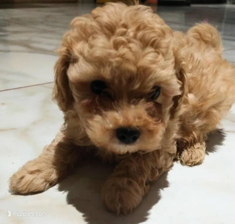 Diba – Poodle - Toy  puppy for sale in Sacramento, CA