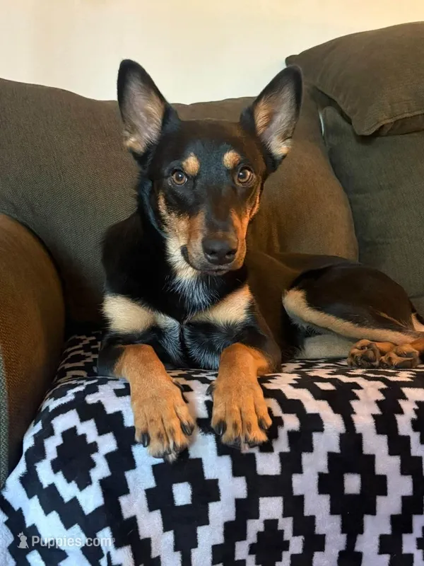 Dumba – Australian Cattle Dog puppy for sale in New York, NY