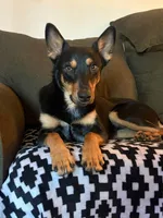 Dumba, a male Australian Cattle Dog for sale in New York, NY – 1 of 1
