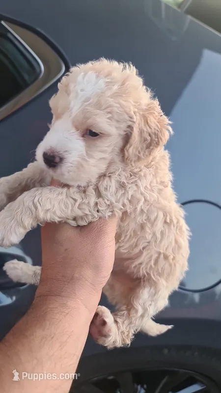 Dali – Maltipoo, Poodle - Toy  puppy for sale in Sacramento, CA