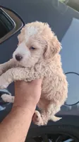Dali, a male Maltipoo and Poodle - Toy  for sale in Sacramento, CA – 1 of 1