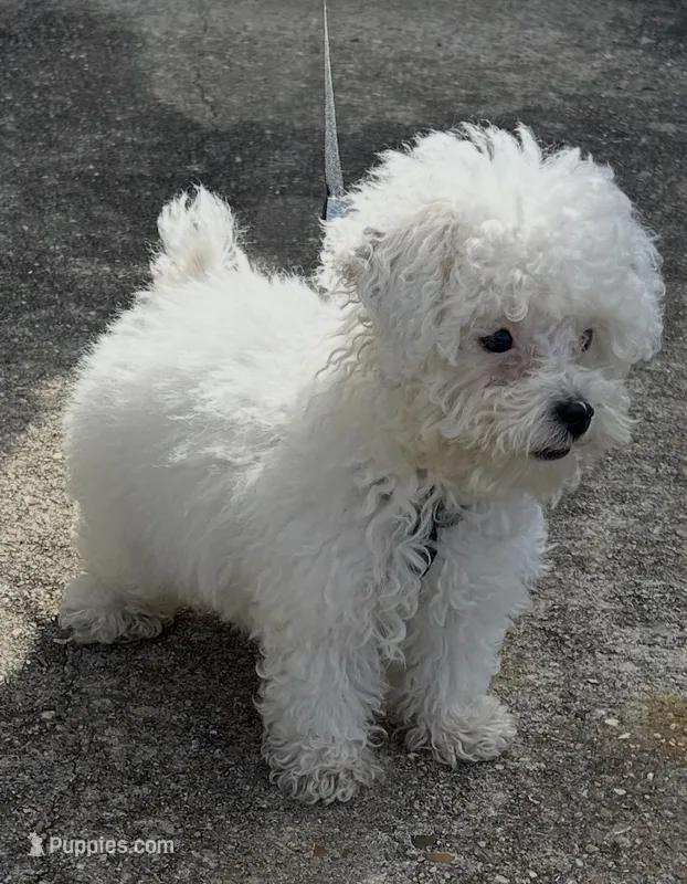 Jax – Poodle - Toy  puppy for sale in Baton Rouge, LA